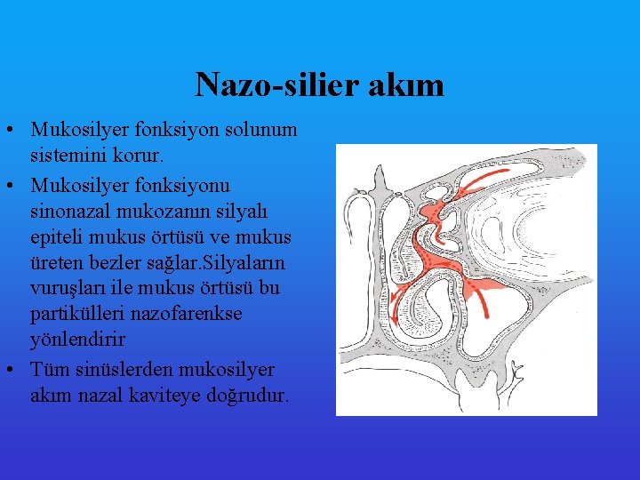 Nazo-silier akım • Mukosilyer fonksiyon solunum sistemini korur. • Mukosilyer fonksiyonu sinonazal mukozanın silyalı