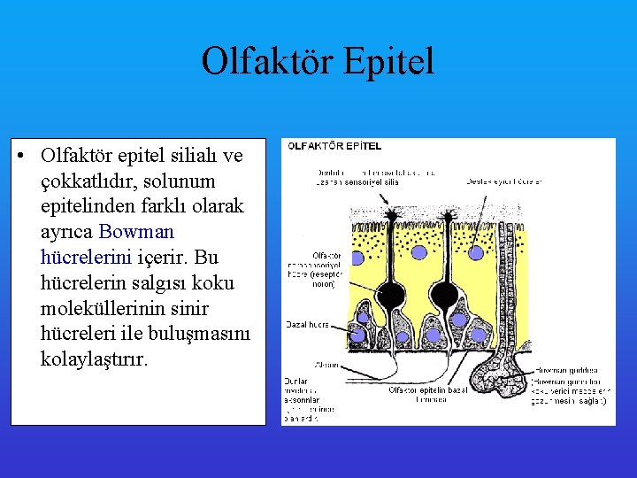Olfaktör Epitel • Olfaktör epitel silialı ve çokkatlıdır, solunum epitelinden farklı olarak ayrıca Bowman