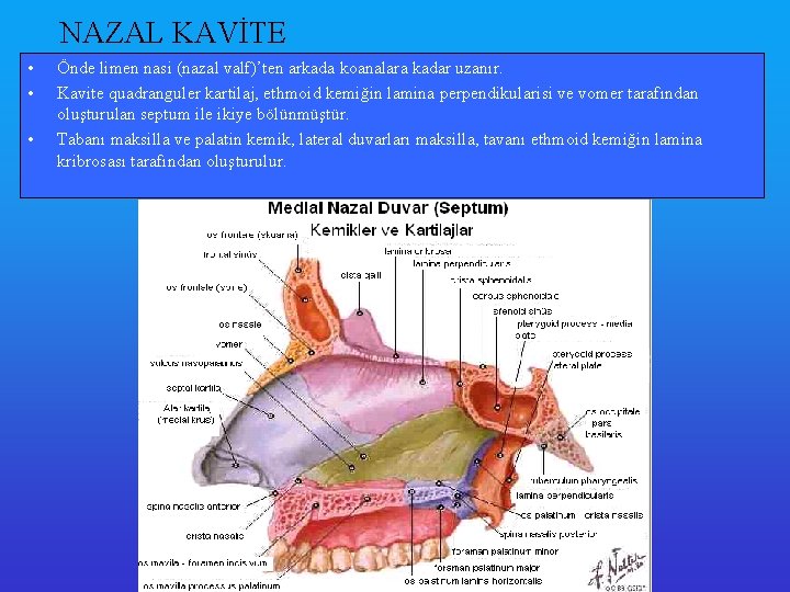 NAZAL KAVİTE • • • Önde limen nasi (nazal valf)’ten arkada koanalara kadar uzanır.