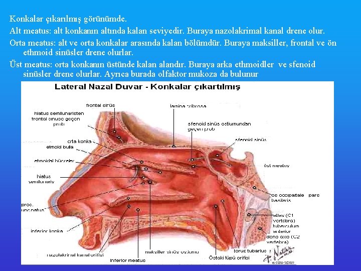 Konkalar çıkarılmış görünümde. Alt meatus: alt konkanın altında kalan seviyedir. Buraya nazolakrimal kanal drene