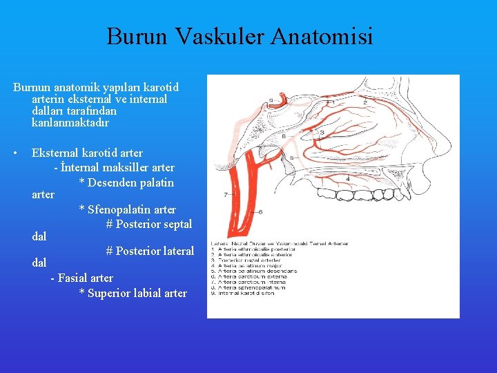 Burun Vaskuler Anatomisi Burnun anatomik yapıları karotid arterin eksternal ve internal dalları tarafından kanlanmaktadır