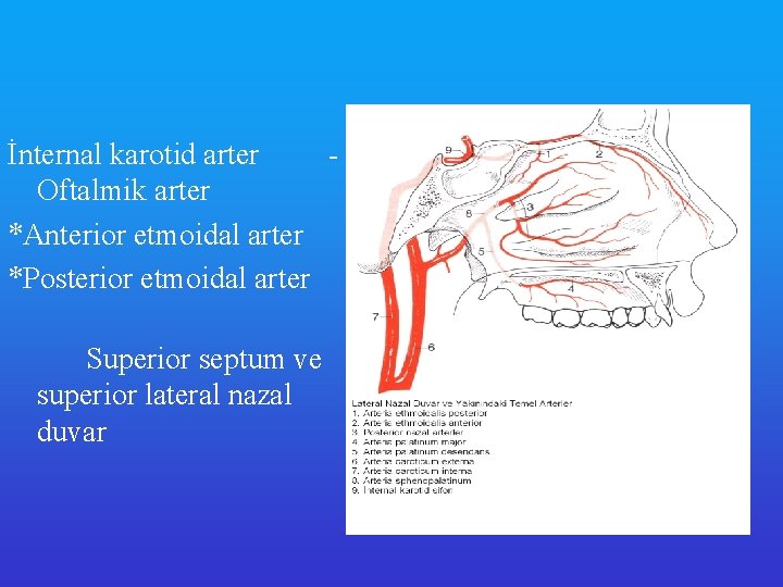 İnternal karotid arter Oftalmik arter *Anterior etmoidal arter *Posterior etmoidal arter Superior septum ve