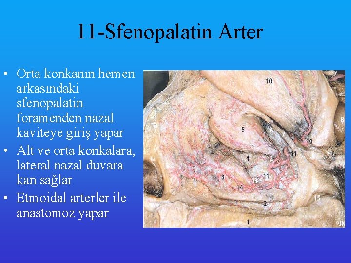 11 -Sfenopalatin Arter • Orta konkanın hemen arkasındaki sfenopalatin foramenden nazal kaviteye giriş yapar