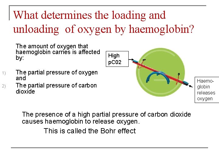 What determines the loading and unloading of oxygen by haemoglobin? The amount of oxygen