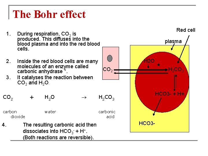 The Bohr effect 1. 2. 3. Inside the red blood cells are many molecules