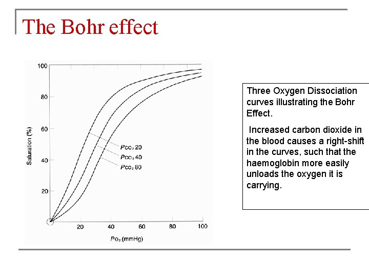 The Bohr effect Three Oxygen Dissociation curves illustrating the Bohr Effect. Increased carbon dioxide