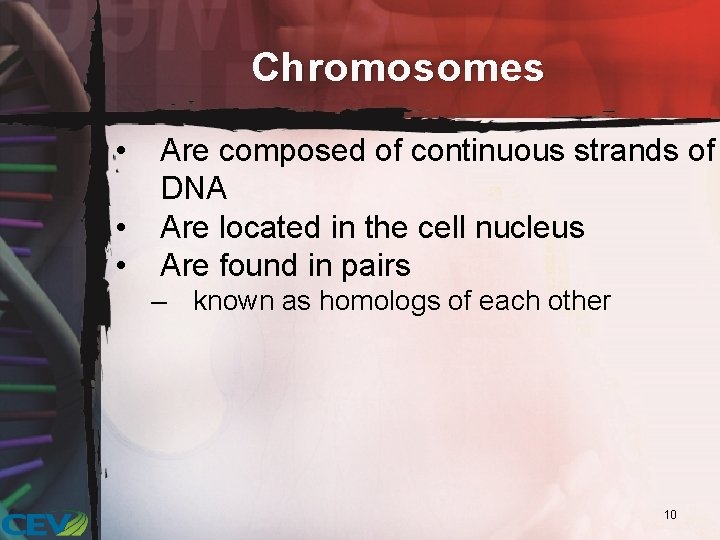 Chromosomes • • • Are composed of continuous strands of DNA Are located in