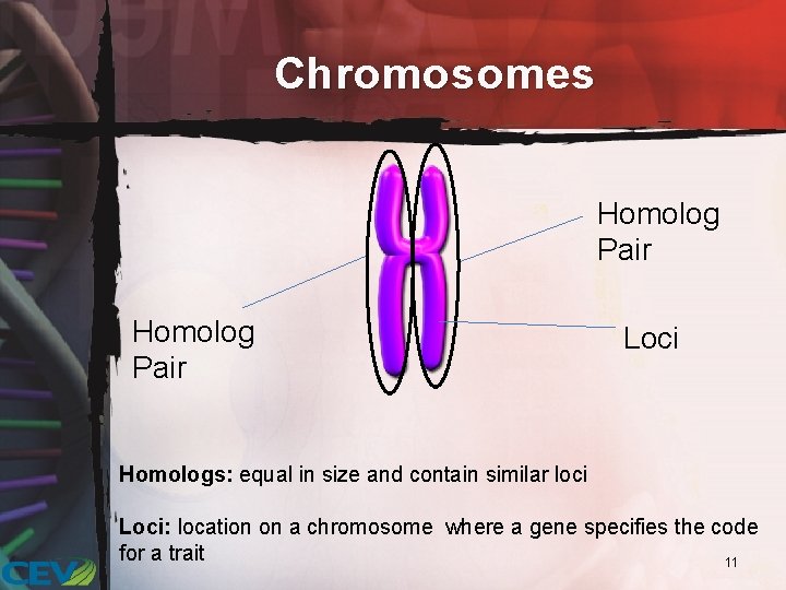 Chromosomes Homolog Pair Loci Homologs: equal in size and contain similar loci Loci: location