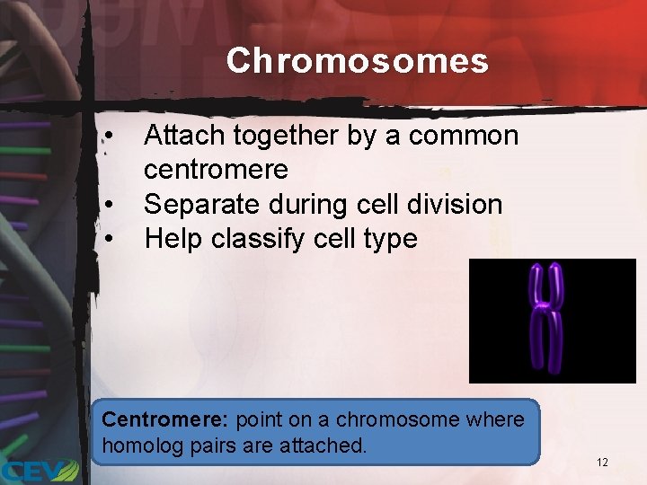 Chromosomes • • • Attach together by a common centromere Separate during cell division