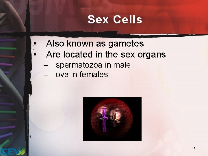 Sex Cells • • Also known as gametes Are located in the sex organs