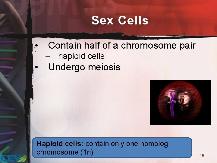 Sex Cells • Contain half of a chromosome pair – haploid cells • Undergo