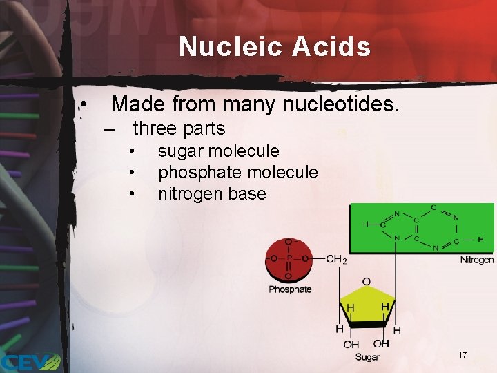 Nucleic Acids • Made from many nucleotides. – three parts • • • sugar