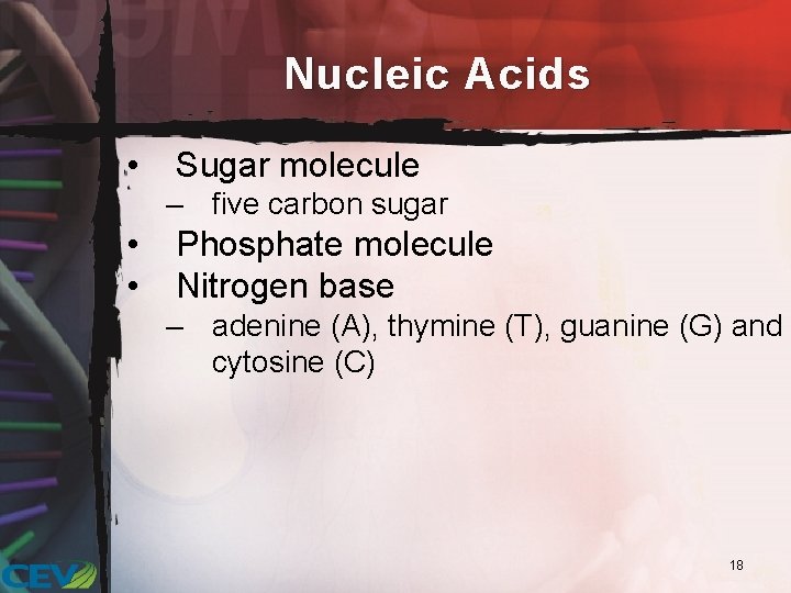 Nucleic Acids • Sugar molecule – five carbon sugar • • Phosphate molecule Nitrogen