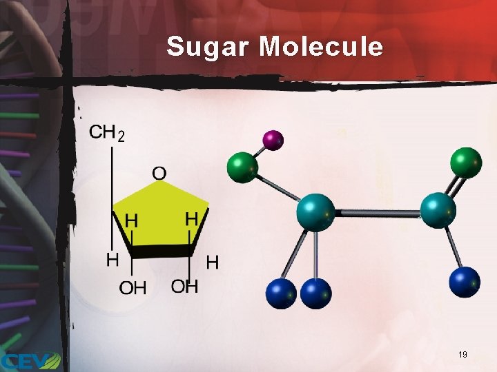 Sugar Molecule 19 