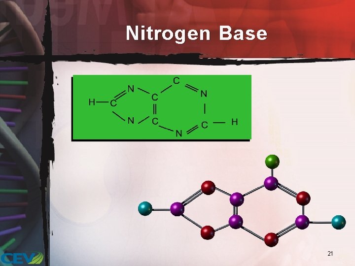 Nitrogen Base 21 