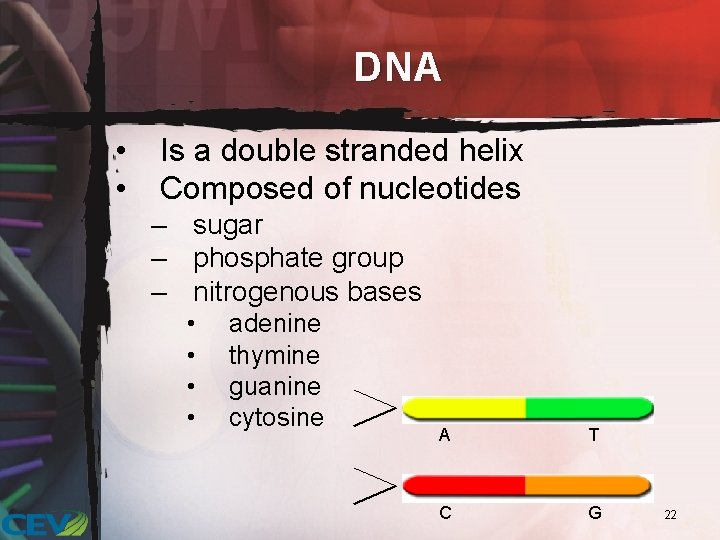 DNA • • Is a double stranded helix Composed of nucleotides – sugar –