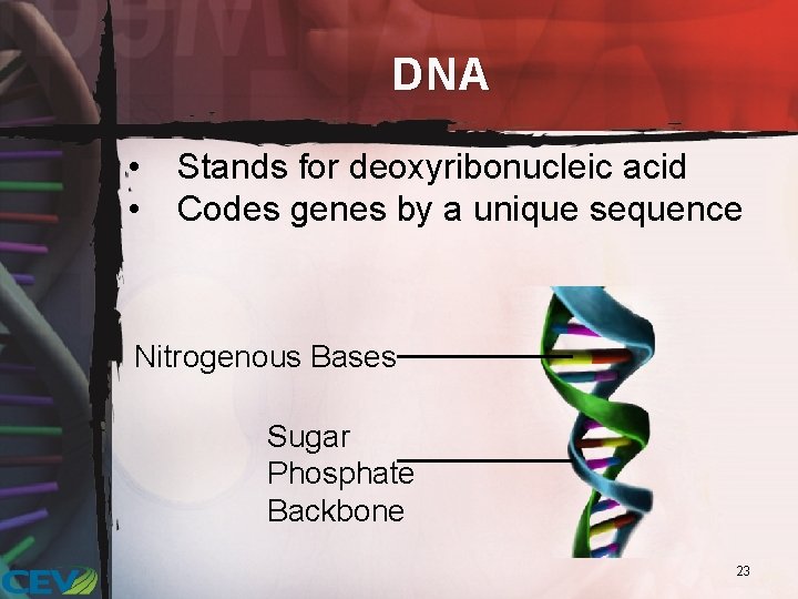 DNA • • Stands for deoxyribonucleic acid Codes genes by a unique sequence Nitrogenous