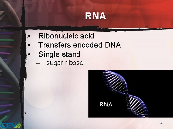 RNA • • • Ribonucleic acid Transfers encoded DNA Single stand – sugar ribose