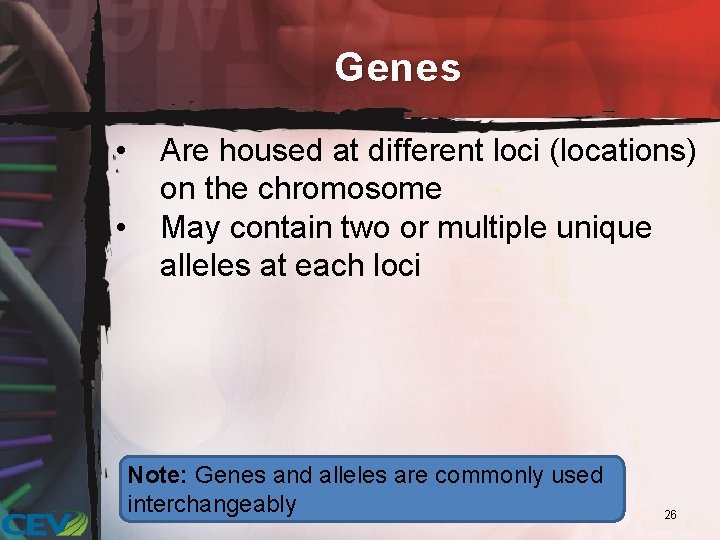 Genes • • Are housed at different loci (locations) on the chromosome May contain