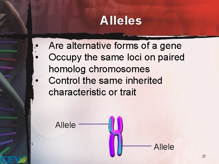 Alleles • • • Are alternative forms of a gene Occupy the same loci