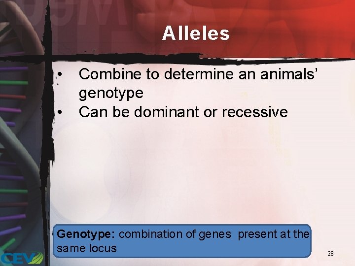 Alleles • • Combine to determine an animals’ genotype Can be dominant or recessive