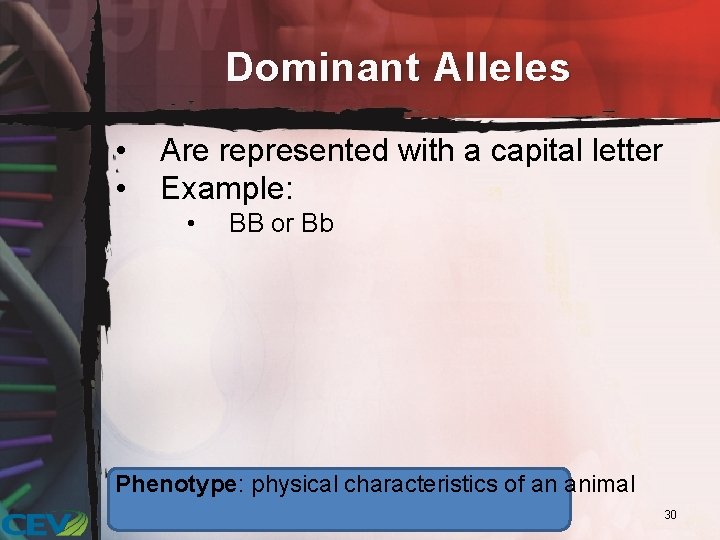 Dominant Alleles • • Are represented with a capital letter Example: • BB or