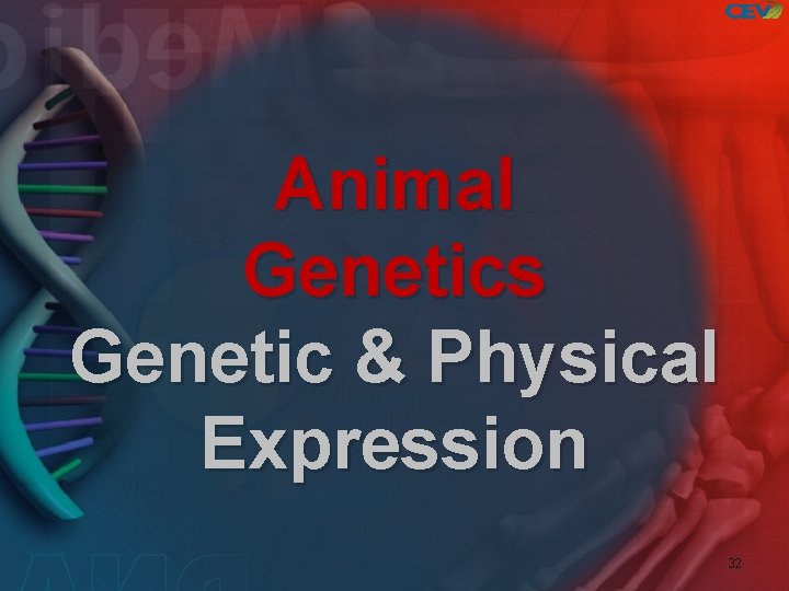 Animal Genetics Genetic & Physical Expression 32 