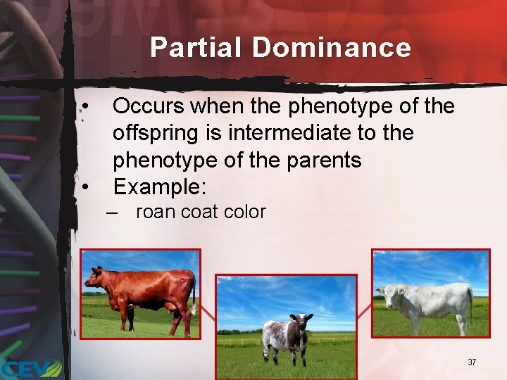 Partial Dominance • • Occurs when the phenotype of the offspring is intermediate to