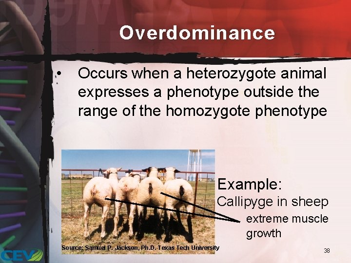 Overdominance • Occurs when a heterozygote animal expresses a phenotype outside the range of