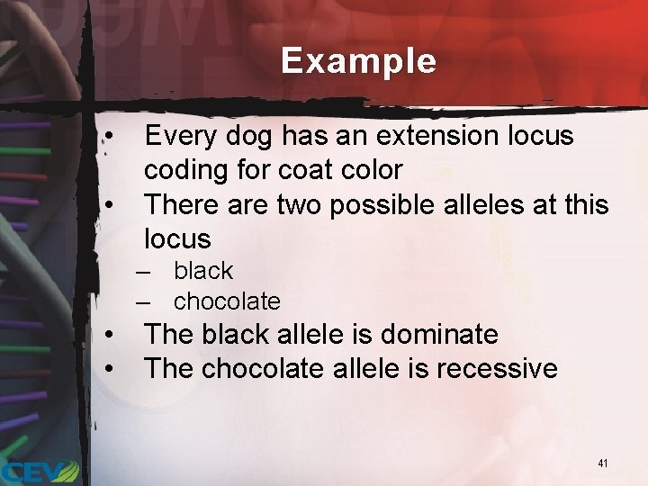 Example • • Every dog has an extension locus coding for coat color There