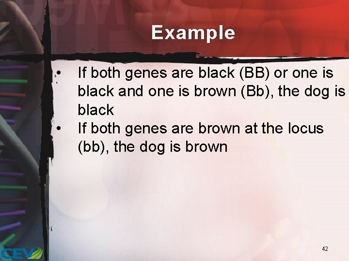 Example • • If both genes are black (BB) or one is black and