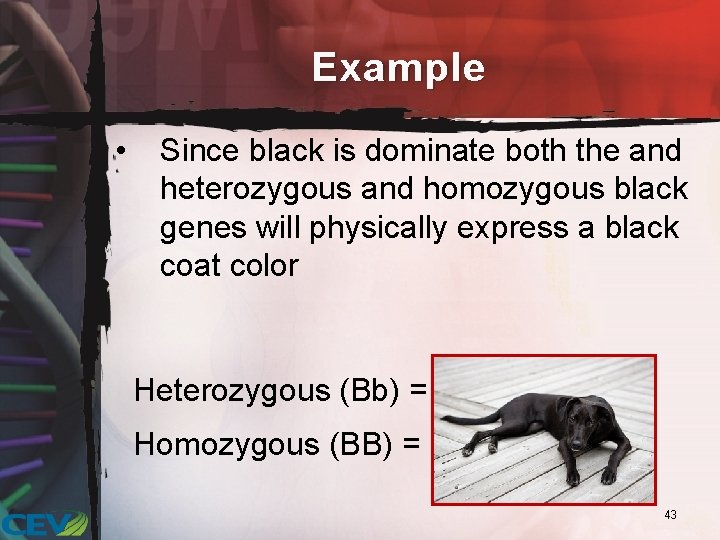 Example • Since black is dominate both the and heterozygous and homozygous black genes