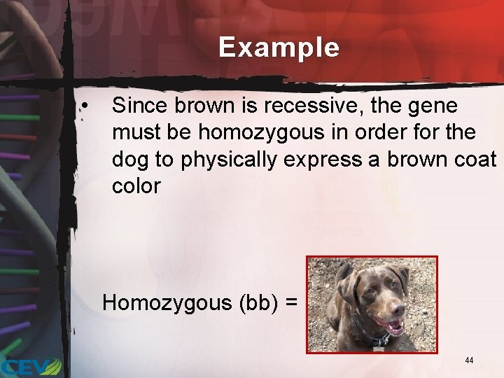 Example • Since brown is recessive, the gene must be homozygous in order for