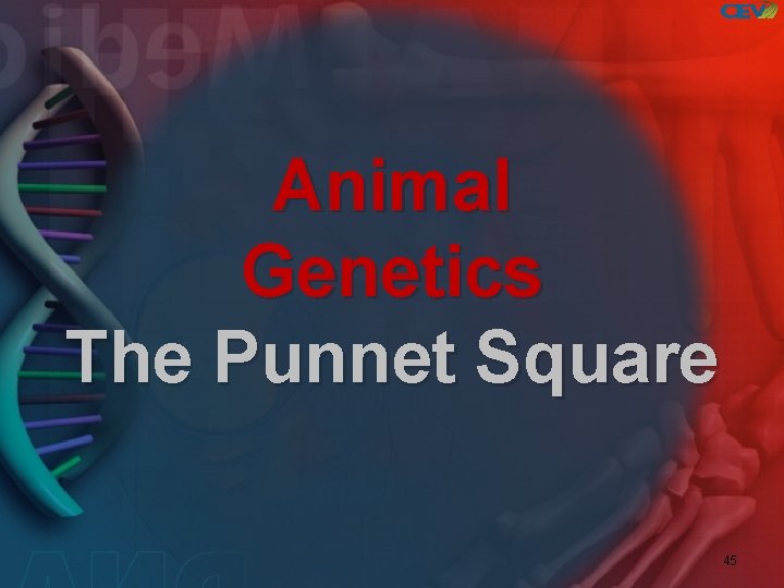 Animal Genetics The Punnet Square 45 