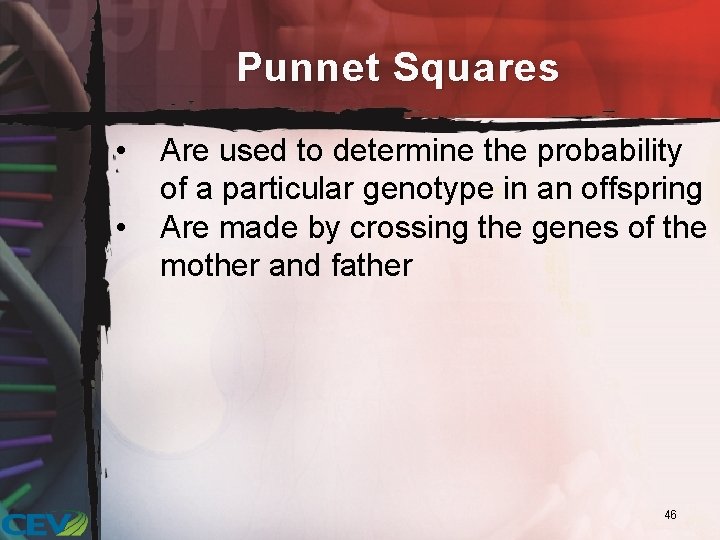 Punnet Squares • • Are used to determine the probability of a particular genotype