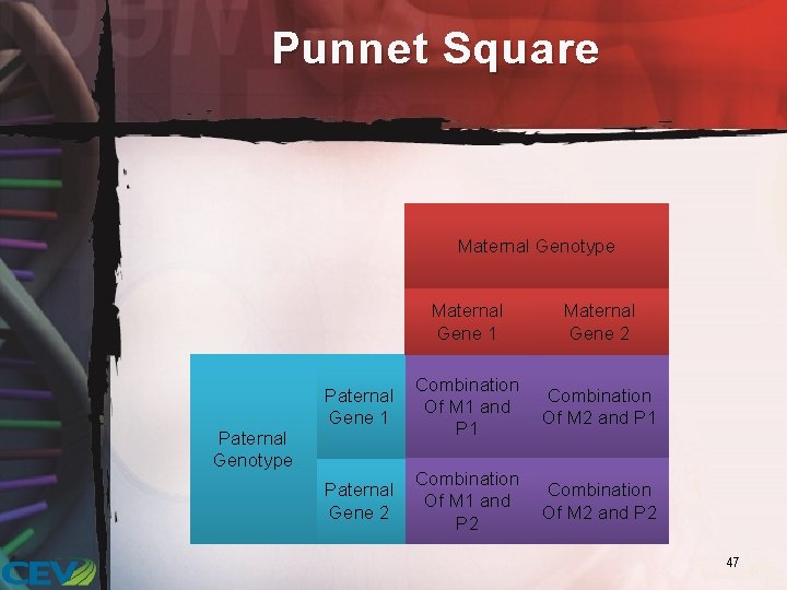 Punnet Square Maternal Genotype Paternal Genotype Maternal Gene 1 Maternal Gene 2 Paternal Gene