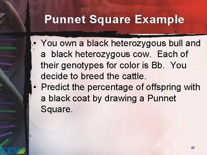 Punnet Square Example • You own a black heterozygous bull and a black heterozygous