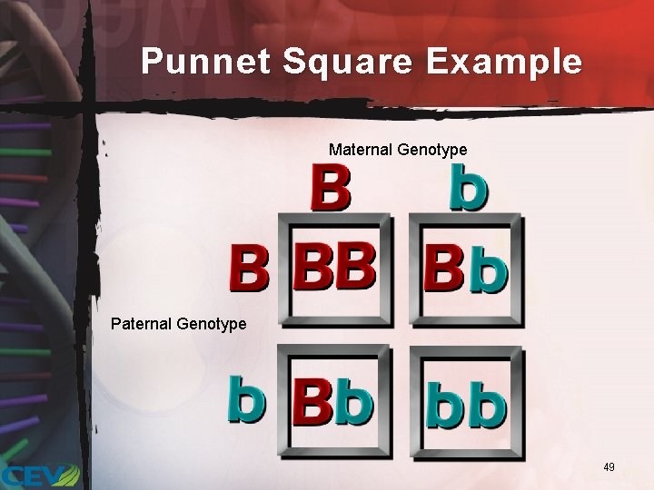 Punnet Square Example Maternal Genotype Paternal Genotype 49 