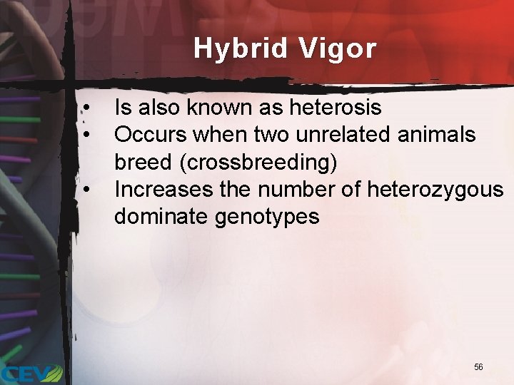 Hybrid Vigor • • • Is also known as heterosis Occurs when two unrelated