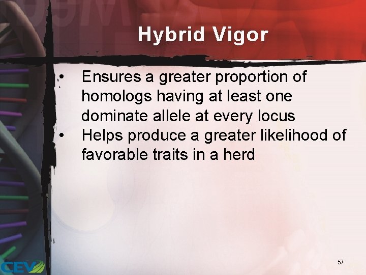 Hybrid Vigor • • Ensures a greater proportion of homologs having at least one