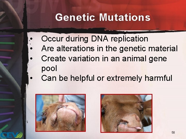 Genetic Mutations • • Occur during DNA replication Are alterations in the genetic material