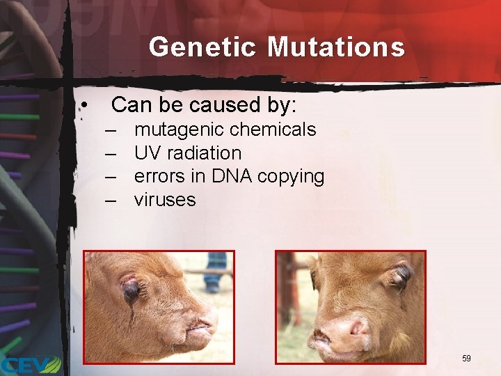 Genetic Mutations • Can be caused by: – – mutagenic chemicals UV radiation errors