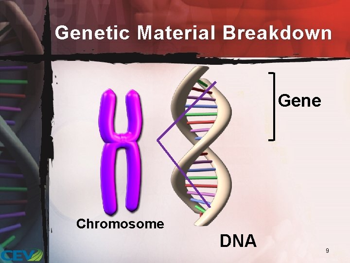 Genetic Material Breakdown Gene Chromosome DNA 9 