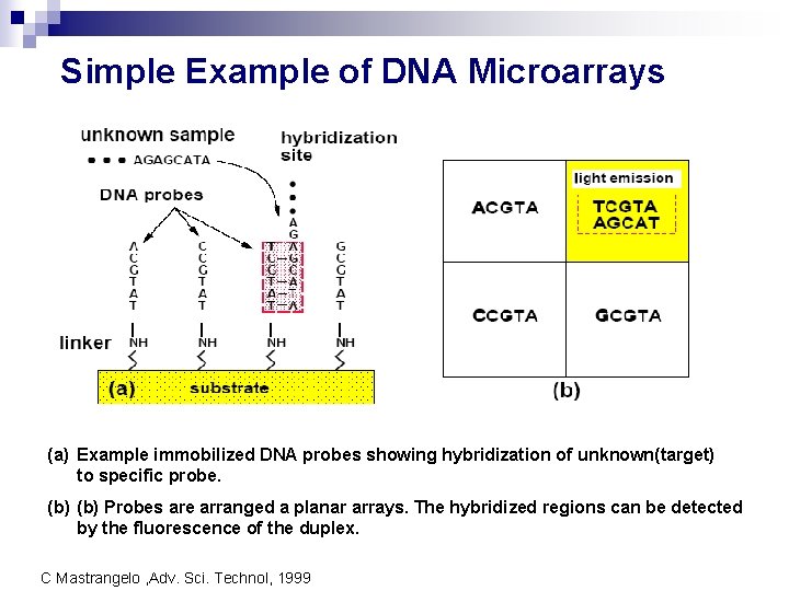 Simple Example of DNA Microarrays (a) Example immobilized DNA probes showing hybridization of unknown(target)