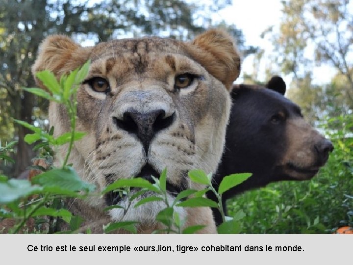 Ce trio est le seul exemple «ours, lion, tigre» cohabitant dans le monde. 