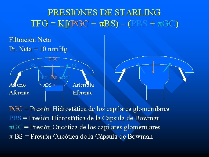 PRESIONES DE STARLING TFG = K[(PGC + BS) – (PBS + GC) Filtración Neta