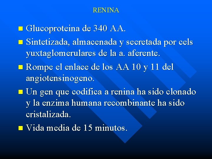 RENINA Glucoproteina de 340 AA. n Sintetizada, almacenada y secretada por cels yuxtaglomerulares de