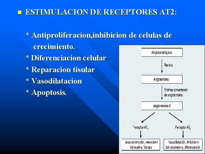 n ESTIMULACION DE RECEPTORES AT 2: * Antiproliferacion, inhibicion de celulas de crecimiento. *