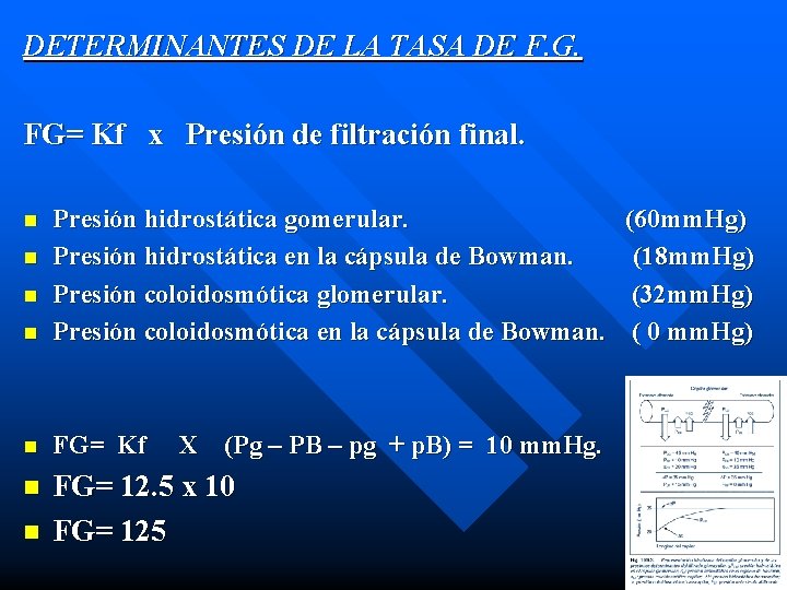 DETERMINANTES DE LA TASA DE F. G. FG= Kf x Presión de filtración final.