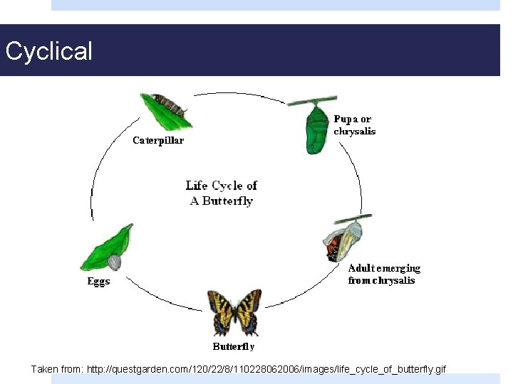 Cyclical Taken from: http: //questgarden. com/120/22/8/110228062006/images/life_cycle_of_butterfly. gif 